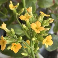 カランコエ,黄色いお花,小さなお花,うちのお花,リビング・ダイニングの画像