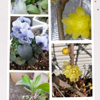 ロウバイ,今日のお花,いつも、いいね!ありがとうございます(*´`)♡,GSの繋がりに感謝♡,知人からの写真の画像