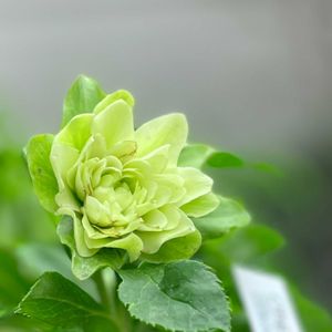 クリスマスローズ,松村ナーセリー クリスマスローズ,ナチュラルガーデン,ジャンクガーデン,シェードガーデンの画像