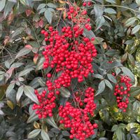 ナンテン,真っ赤な火曜日の画像