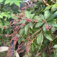 アセビ,ミモザ,小さな庭の画像