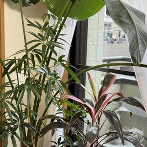 シェフレラ,ストレリチア オーガスタ,コルジリネ,大型観葉植物,窓辺の画像