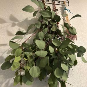 ユーカリ,ユーカリ ポポラス,ドライフラワー,いい香り,冬を楽しむの画像