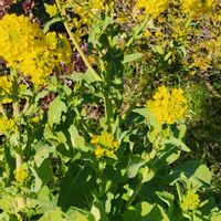 菜の花,菜の花の画像