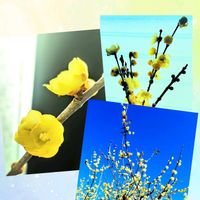 ロウバイ,ロウバイ,花のある暮らし♡,ウクライナに平和を,武器ではなく花をの画像