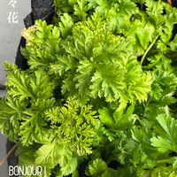 マイ・アネモネ,tom' world,バルコニー/ベランダの画像