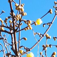 ロウバイ,花言葉,小さな幸せ♡,今日のお花,繋がりに感謝✨の画像