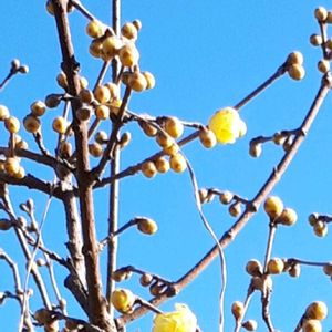 ロウバイ,花言葉,小さな幸せ♡,今日のお花,繋がりに感謝✨の画像