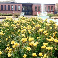 バラ,バラ,バラ,バラ,バラ レヨンドゥソレイユの画像