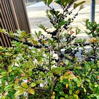 姫榊(ヒサカキ),一の坂川沿いで,昨日の散歩道で,祭日等に人力車が停めてある休憩ベンチ側にの画像