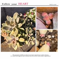 秋麗,多肉植物,タニラー,多肉女子,毎月13日と14日は葉挿しの日の画像