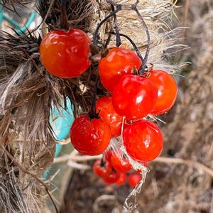 ヒヨドリジョウゴ,ヒヨドリジョウゴの実,つる性植物,可愛い,山野草の画像