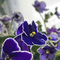 セントポーリアの画像