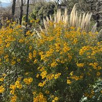 パンパスグラス,レモンマリーゴールド,ハーブ　レモンマリーゴールド,レモンマリーゴールド（ハーブ）,癒されての画像