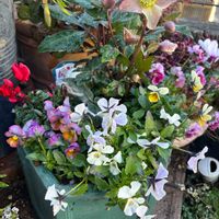 パンジー・ビオラ,クリスマスローズ マーリン,すみれ図鑑,ビオラ 百笑 momoemi,かわいいの画像