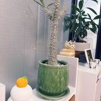 パキポディウム・デンシフローラム,窓辺の画像