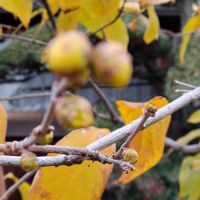 ロウバイ,ロウバイ,ロウバイ,ロウバイ,いつもありがとう♡の画像