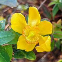 ガーベラ,キンシバイ,癒されて,水性植物公園水の森,wakuwakuの画像