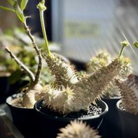 パキポディウム・グラキリス,パキポディウム・デンシフローラム,パキポディウム・エブレネウム,恵比寿笑い,パキポディウム・サキュレンタムの画像