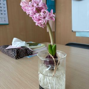 ヒヤシンス 水耕栽培の画像