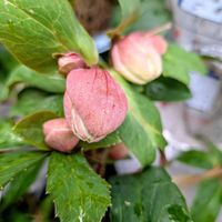 花のある暮らし,富山支部の画像