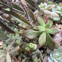 ハムシー,多肉植物,われら17年組,北国の窓辺の画像