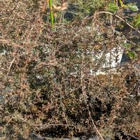 マヌカ,ギョリュウバイ,今日の一枚,冬越し,おうち園芸の画像