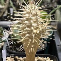 ユーフォルビア属,ユーフォルビア・ギラウミニアナ,ユーフォルビア・ギラウミニアナ,多肉植物,珍奇植物の画像