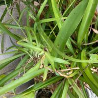 オリヅルラン,オリヅルランの画像