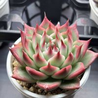 エケベリア,ハオルチア,室内LED管理,多肉植物の画像