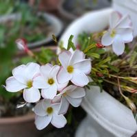 オキザリス,鉢栽培,庭の画像