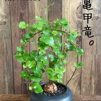 亀甲竜,ハートの葉っぱ,観葉植物,塊根植物,観察日記の画像