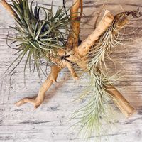 チランジア,フンキアナ,流木,流木アレンジの画像