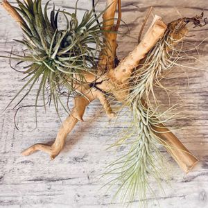 チランジア,フンキアナ,流木,流木アレンジの画像