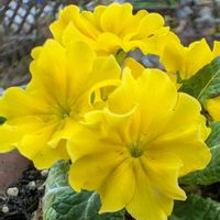 プリムラ　ジュリアン,癒し,花のある暮らし,綺麗,素敵な色の画像