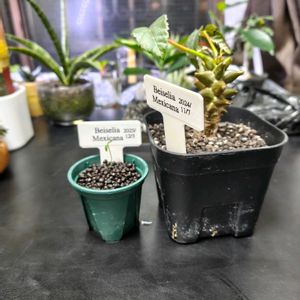 ベイセリア メキシカーナ,観葉植物,実生,観葉植物のある暮らし,湘南台の画像