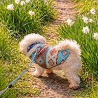 スイセン,水仙,2026百花魁,チャッピー作の画像