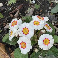 プリムラ,おでん大根 ,iPhone撮影,犬とお散歩,植物大好きの画像