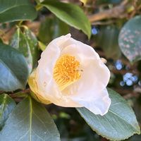 サザンカ,ツバキ,椿 （つばき）,山茶花（さざんか）,法隆寺の画像