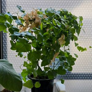 亀甲竜,ディオスコレア,ディオスコレア エレファンティプス,多肉植物,ディオスコレア属の画像