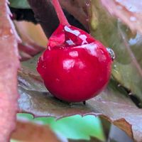 ヤブコウジ(十両),撫子(なでしこ),紫陽花　ウエディングドレス,室内,サクラサクの画像