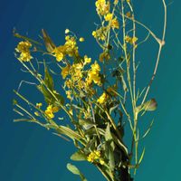 菜の花,菜の花,菜の花,スマホ撮影,今日も笑顔で♡の画像