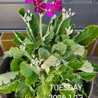 シャコバサボテン,シンビジウム,パンジー・ビオラ,プリムラマラコイデス,シンビジウム☆の画像