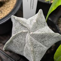 恩塚ランポー,アストロ フィツム,アストロ フィツム,和室の画像