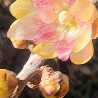 花のある暮らし,今日のお花,広い庭の画像