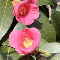 ツバキ,胡蝶侘助,お出掛け先,可憐な花,ピンクワールドへ ようこその画像