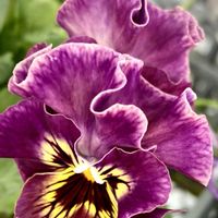 ナズナ,ホトケノザ,パンジー,ヤマトヒメ,カーネーションの蕾の画像