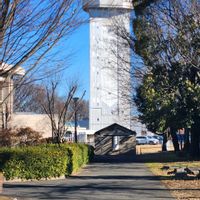 クスノキの画像