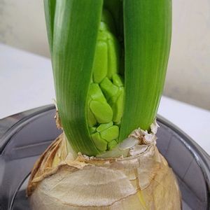 イルミネーション,GSのみなさんに感謝♡,素敵な出会いに感謝,ヒヤシンス水栽培,GSの繋がりに感謝♡の画像