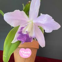 カトレア,カトレア  ミニパープル セルレア,カトレア  ミニパープル セルレア,楽しみ〜,花のある暮らしの画像